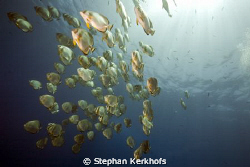 Orbicular spadefish at Shark reef! by Stephan Kerkhofs 